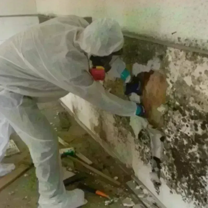 Mold Remediation and Removal in Andrews County, TX